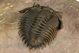 Beautiful Metacanthina Trilobite - Lghaft, Morocco #372458-4